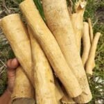Manfaat Pasak Bumi Sebagai Obat Kuat Herbal