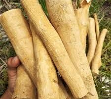 Manfaat Pasak Bumi Sebagai Obat Kuat Herbal