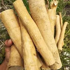 Manfaat Pasak Bumi Sebagai Obat Kuat Herbal