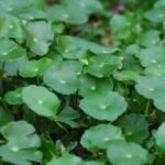 11 Manfaat Daun Pegagan bersama Agarillus Drop