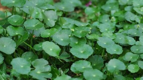 11 Manfaat Daun Pegagan bersama Agarillus Drop