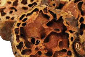 5 Manfaat Sarang Semut | Menyembuhkan KANKER?